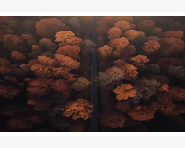 MT4指标加载失败背后隐藏的六大常见元凶